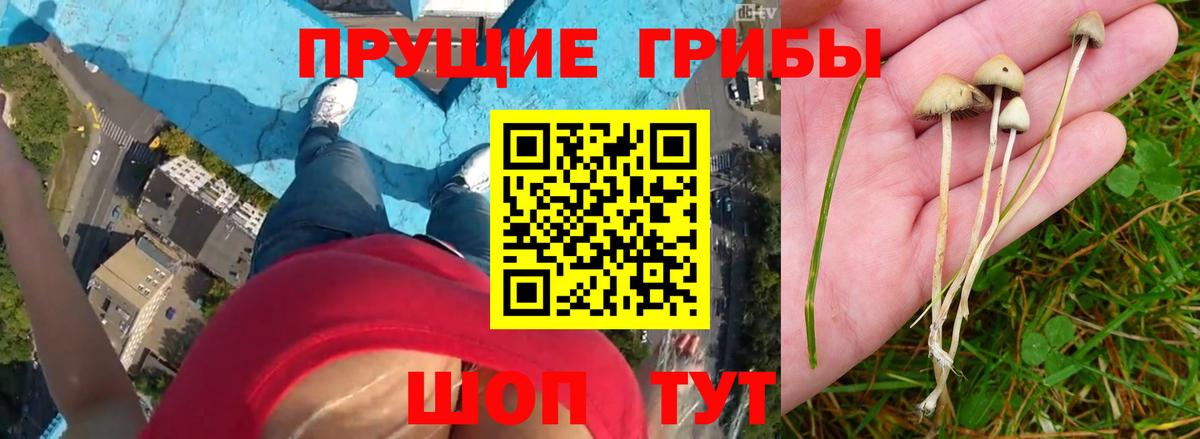 Заринск  Галлюциногенные грибы Psilocybe  Галлюциногенные грибы Psilocybine cubensis  Вход с VPN 